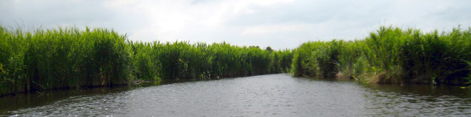rietkraag